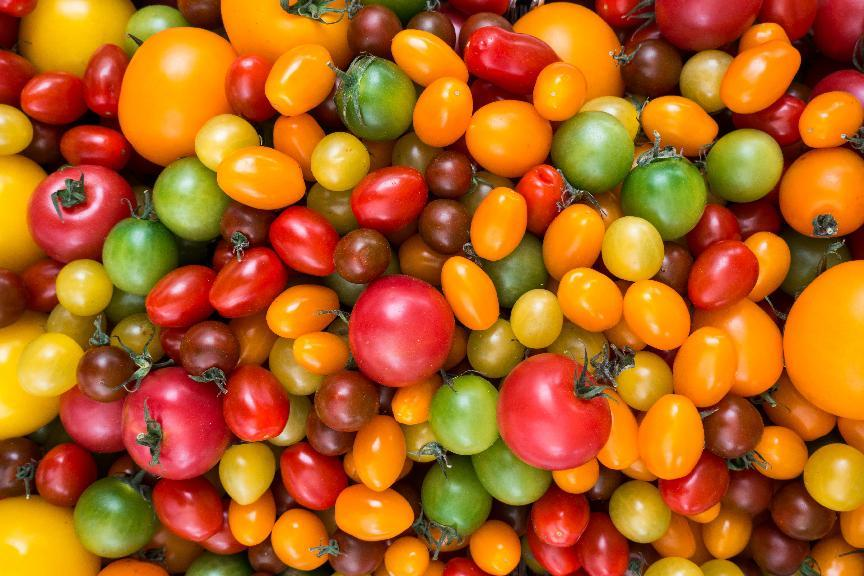 tomato with many color